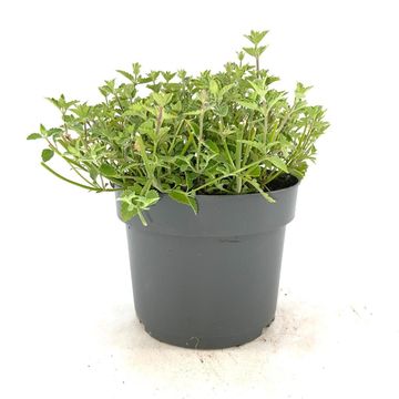 Nepeta 'Kit Cat'