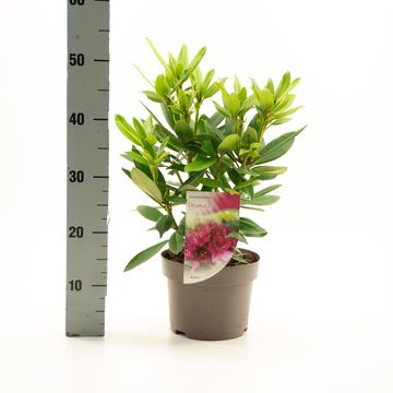 Rhododendron 'Polarnacht'