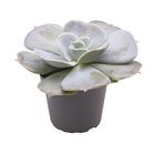 Echeveria 'Pollux'