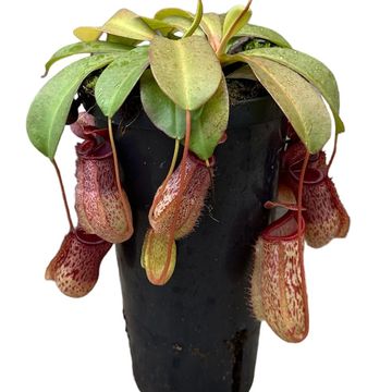 Nepenthes 'Sam'