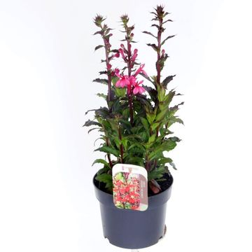 Lobelia x speciosa STARSHIP SCARLET