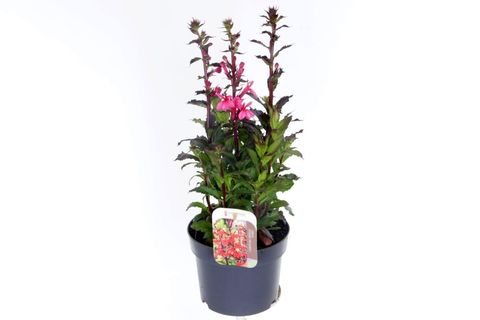 Lobelia x speciosa STARSHIP SCARLET