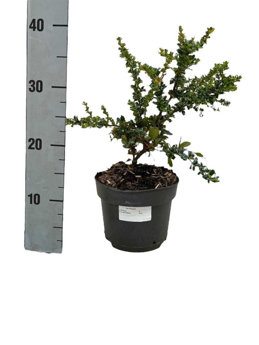 Berberis darwinii 'Compacta' — Plant Wholesale FlorAccess