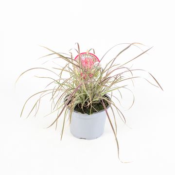 Schizachyrium scoparium 'Chameleon'