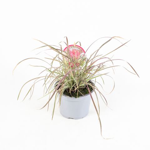 Schizachyrium scoparium 'Chameleon'