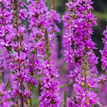Lythrum salicaria