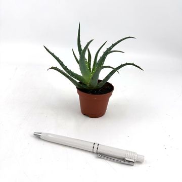 Aloe vera