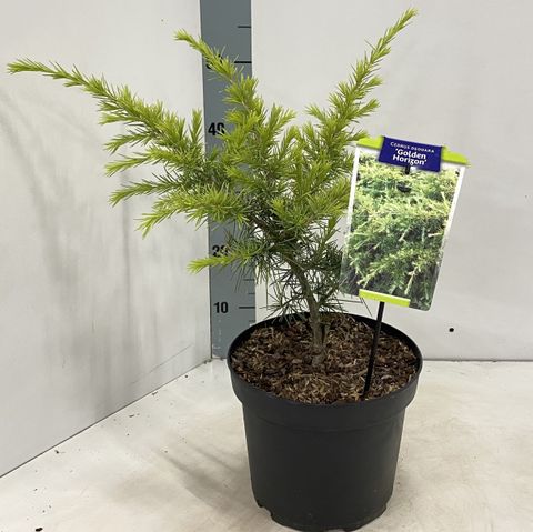 Cedrus deodara 'Golden Horizon'