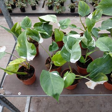 Philodendron 'White Princess'