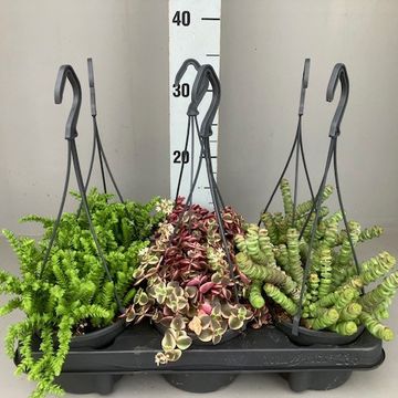 Succulents MIX