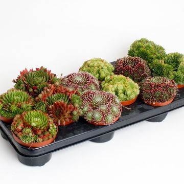 Sempervivum MIX