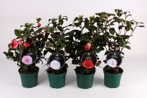 Camellia MIX