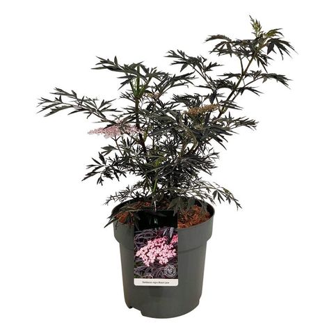 Sambucus nigra BLACK LACE