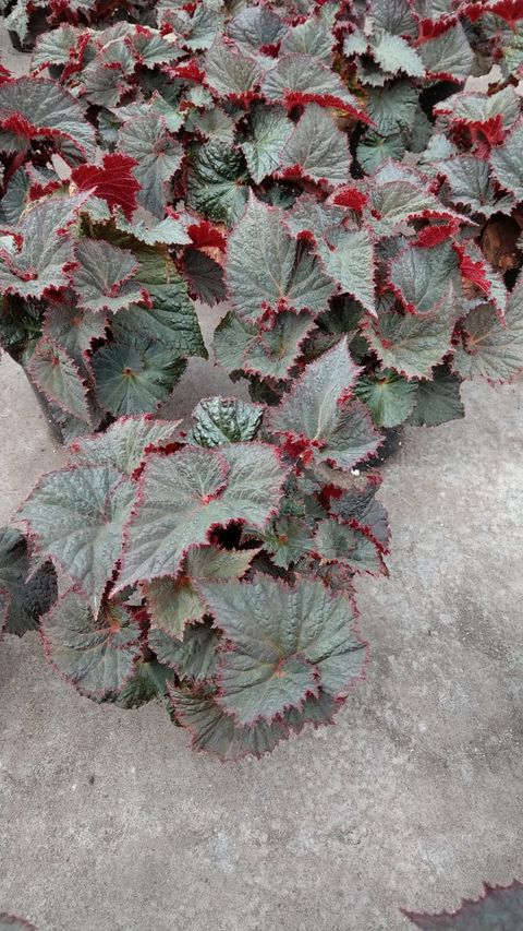 Begonia 'Midnight Magic'