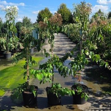 Heptacodium miconioides TEMPLE OF BLOOM