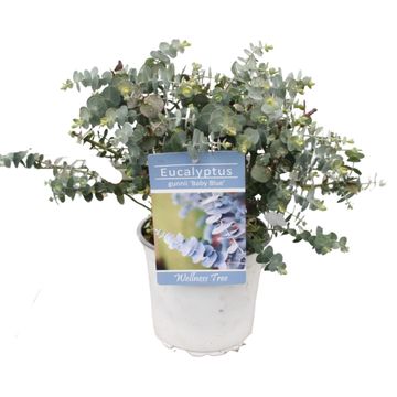 Eucalyptus pulverulenta 'Baby Blue'