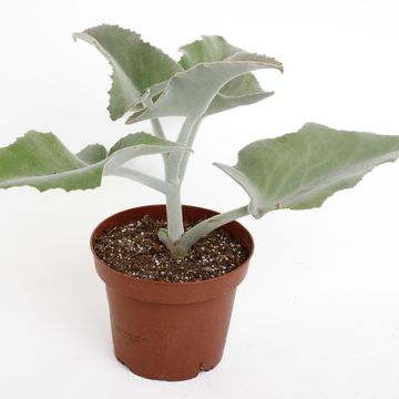 Kalanchoe beharensis