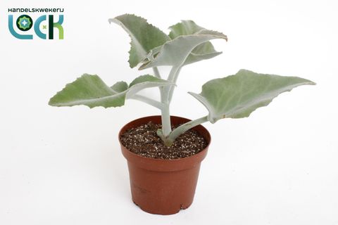 Kalanchoe beharensis