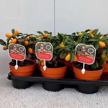 Citrus japonica 'Margarita'