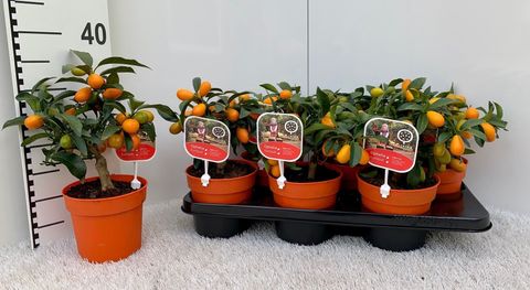 Citrus japonica 'Margarita'