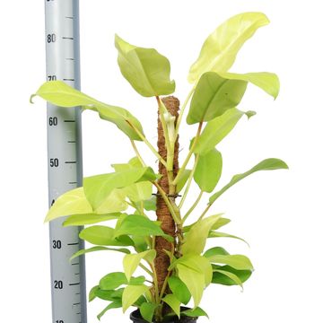 Philodendron 'Malay Gold'