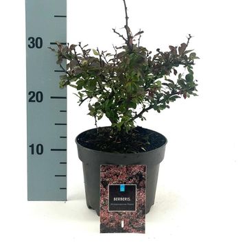 Berberis thunbergii 'Atropurpurea Nana'