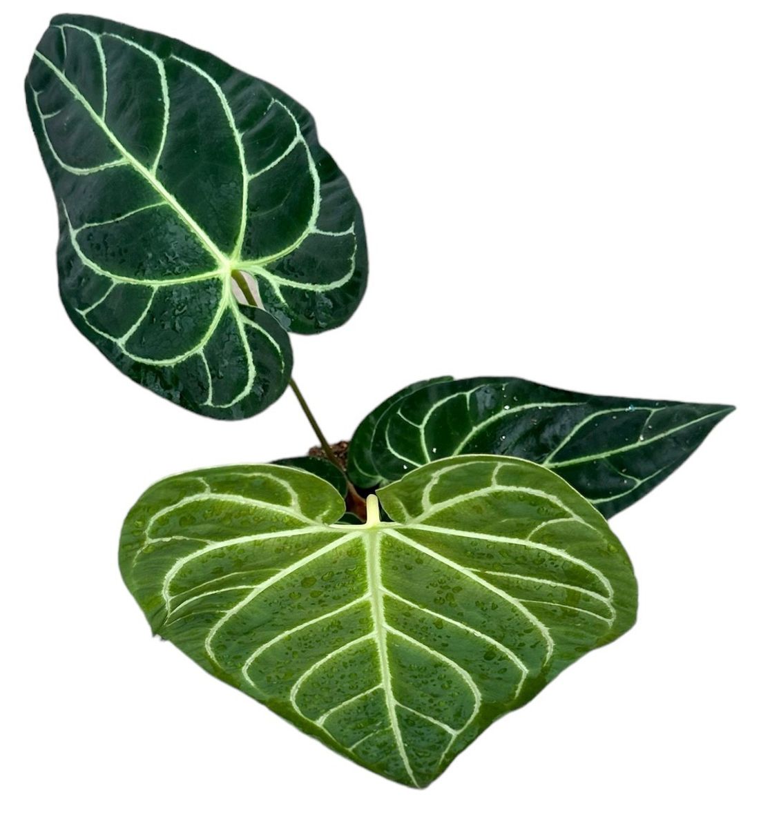 anthurium-regale-plant-wholesale-floraccess