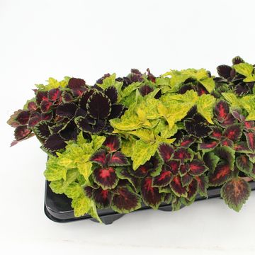 Coleus MIX IN POT