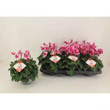 Cyclamen persicum 'Premium Abanico Magenta'