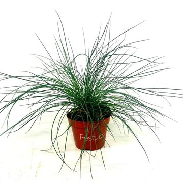 Festuca glauca 'Blue Select'