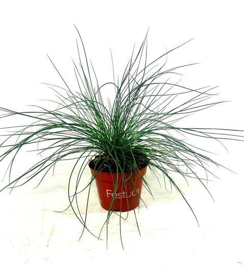 Festuca glauca 'Blue Select'