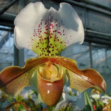 Paphiopedilum Maggie Bruges