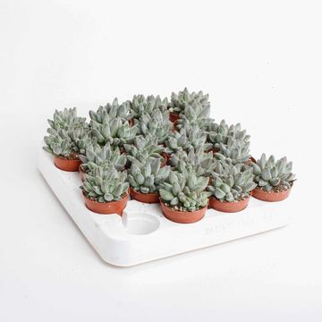 Echeveria hookeri