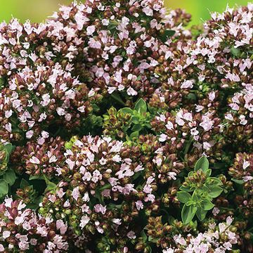 Origanum vulgare 'Compactum'