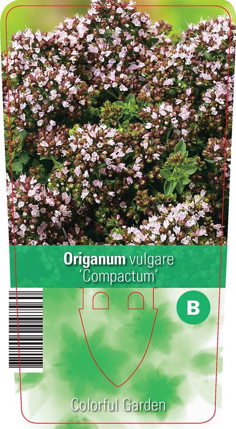 Origanum vulgare 'Компактум'