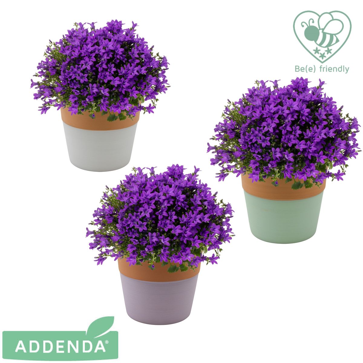 Campanula portenschlagiana AMBELLA INTENS PURPLE — Plant Wholesale ...