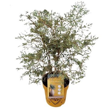 Eucalyptus gunnii FRANCE BLEU