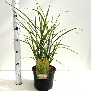 Miscanthus sinensis 'Стриктус'