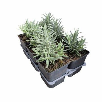 Lavandula angustifolia 'Munstead'