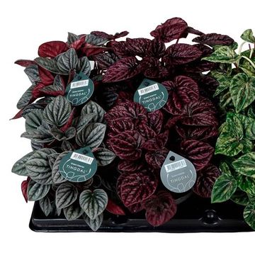 Peperomia caperata MIX