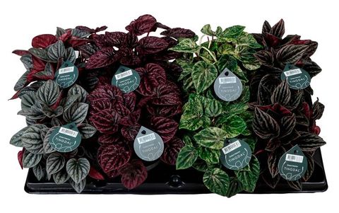 Peperomia caperata MIX