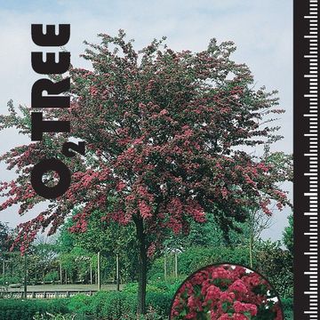 Crataegus x media 'Paul's Scarlet'