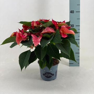 Euphorbia pulcherrima FANTASY STAR PINK