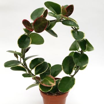 Hoya australis 'Blondie'