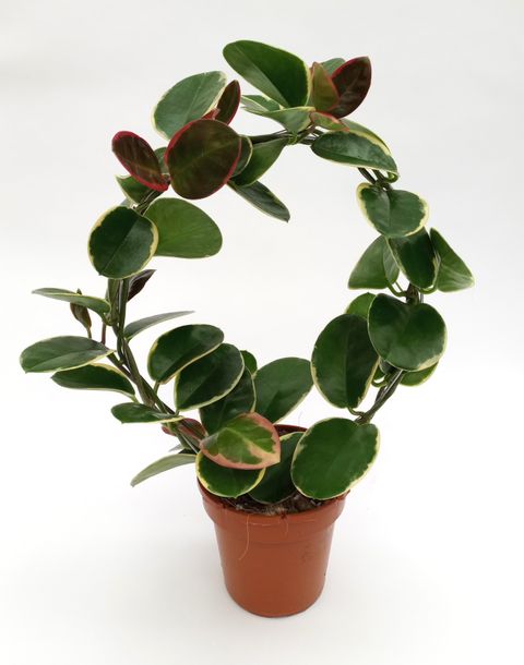 Hoya australis 'Blondie'