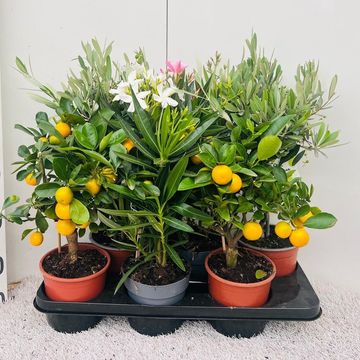 Citrus & Olea MIX