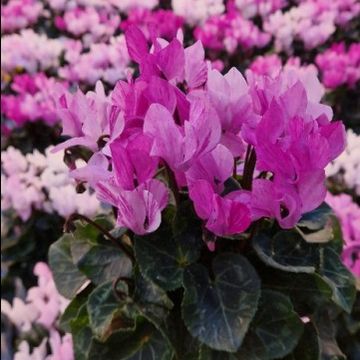 Cyclamen persicum MINI SUPER SERIE CRAYON VIOLET