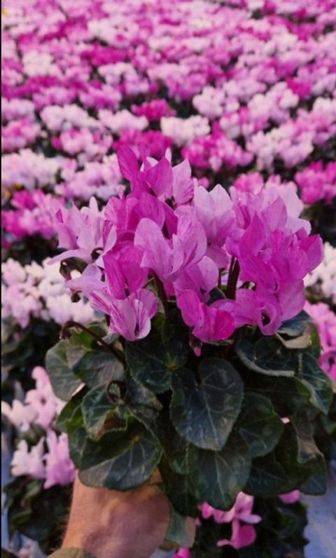 Cyclamen persicum MINI SUPER SERIE CRAYON VIOLET