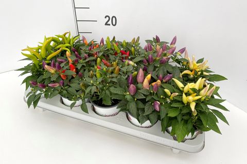 Capsicum annuum ACAPULCO MIX