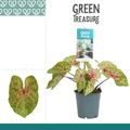 Caladium 'Xplosion'